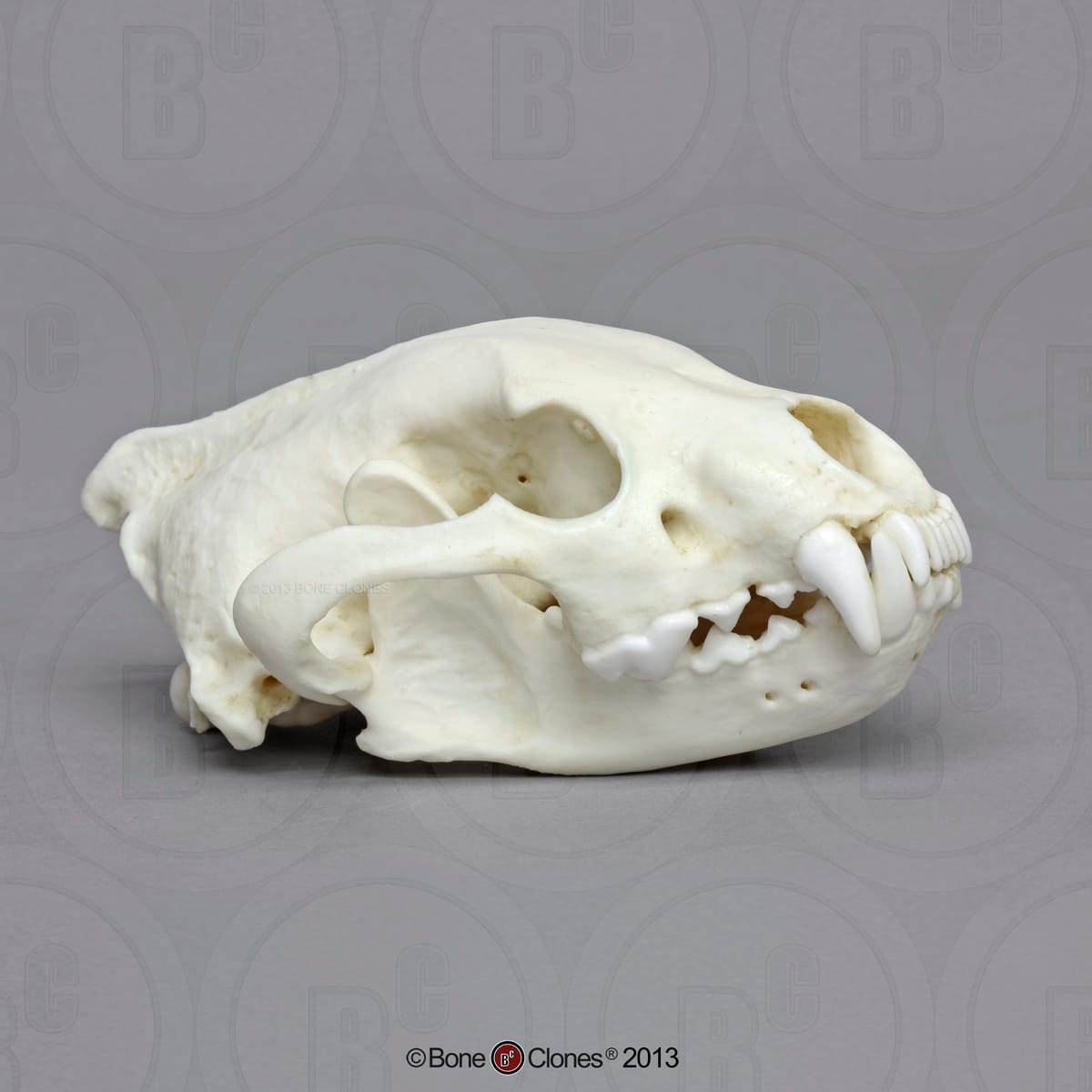 BoneClones® Animal Skulls, Mammals