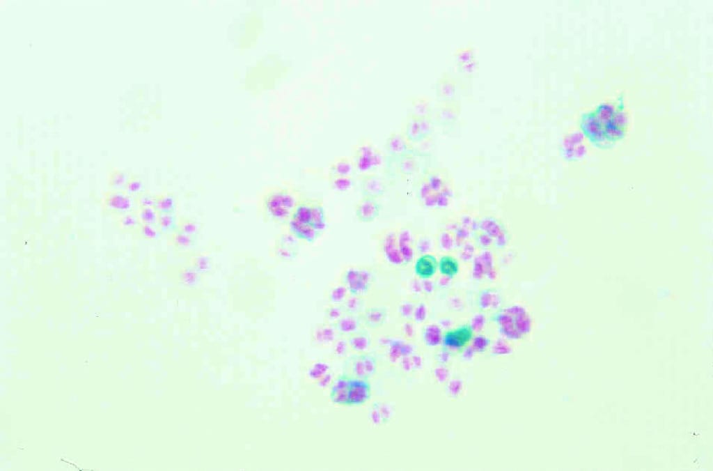 Chlorella Slide
