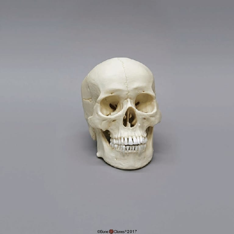 BoneClones® Regional Human Skulls