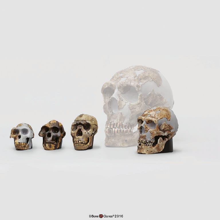 BoneClones® 1:2 Scale Hominid Skull Set