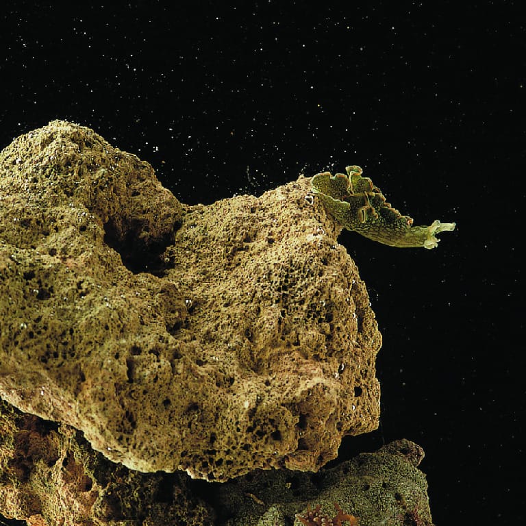 Ward's® Live Sea Slugs (Nudibranch)