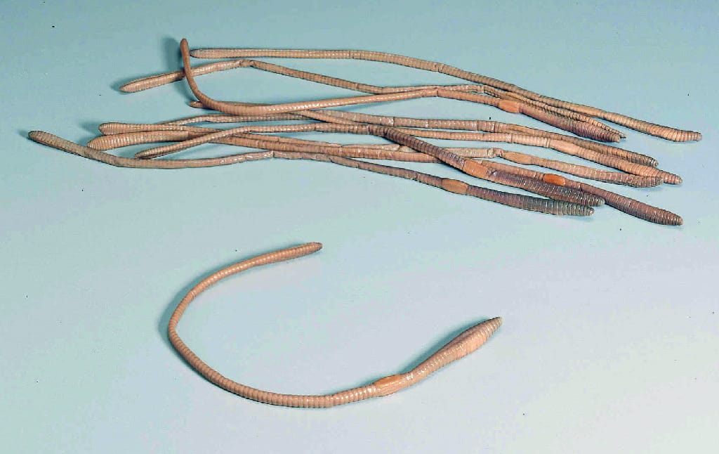 Preserved Earthworms