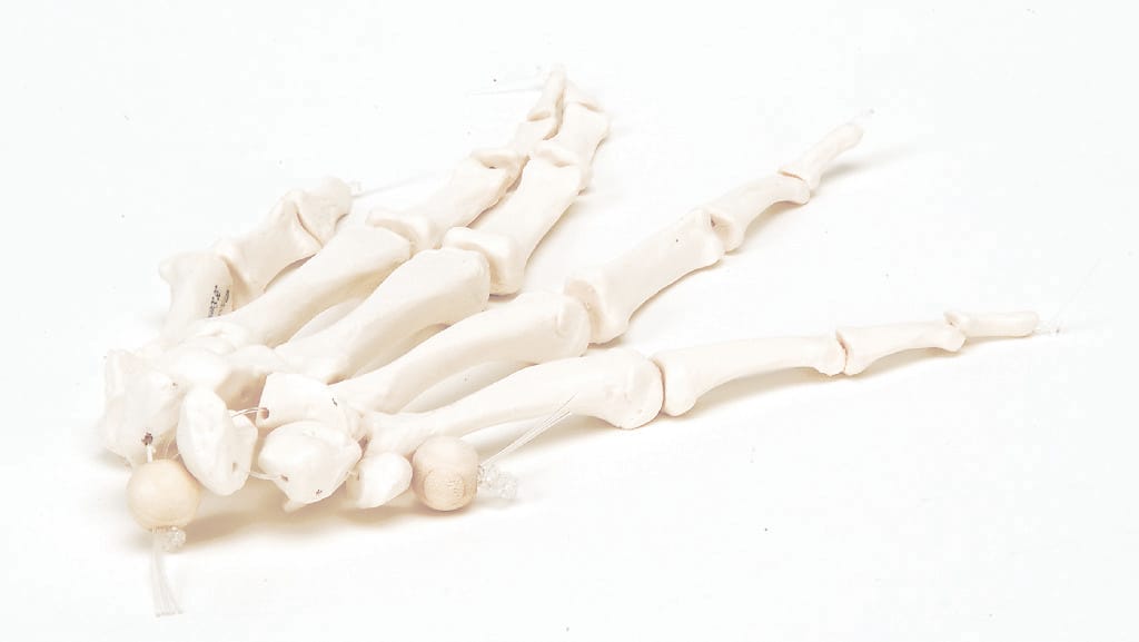 3B Scientific® Individual Bones