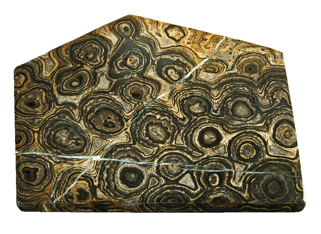 Algal Stromatolite (Cynobacteria) (PreCambrian)