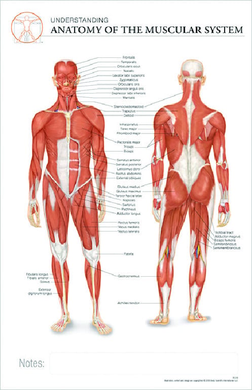 Post-It® Anatomical Charts