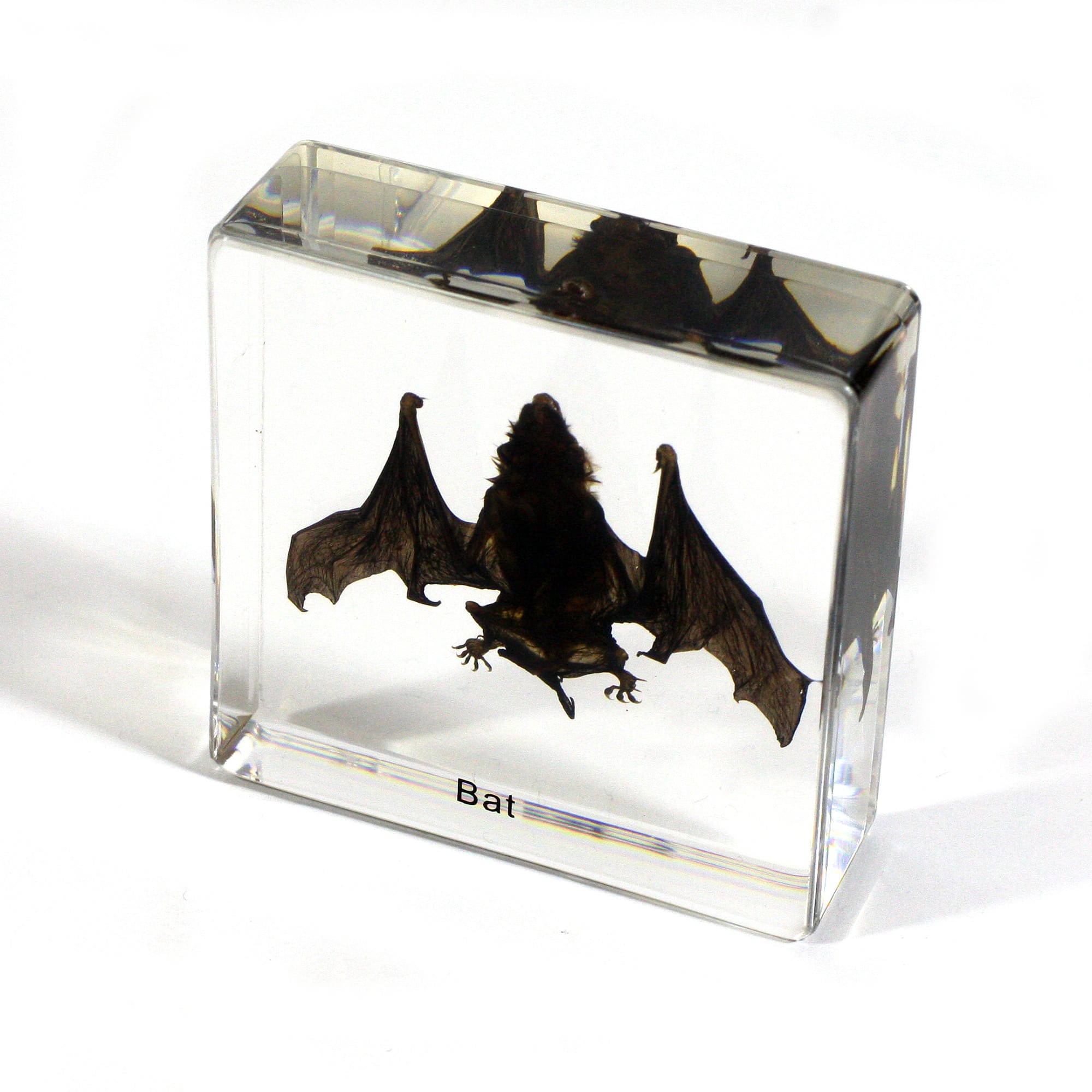 Bat Plastomount