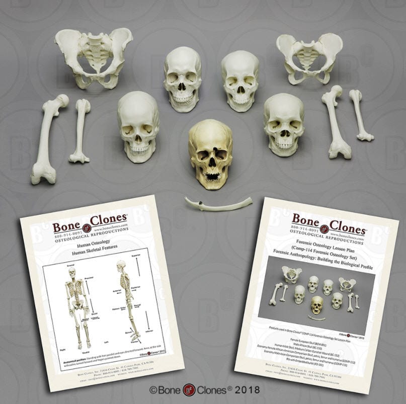 Forensic Osteology Set