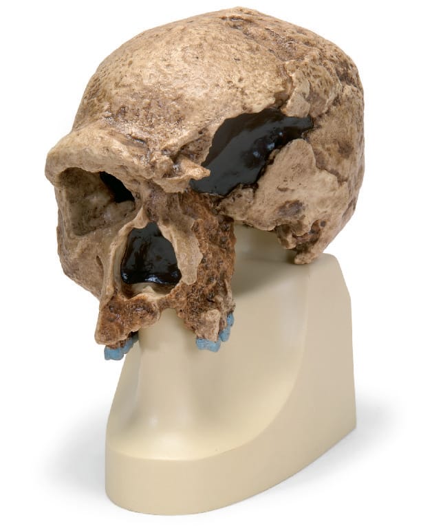 3B Scientific® Hominid Skull Reproductions