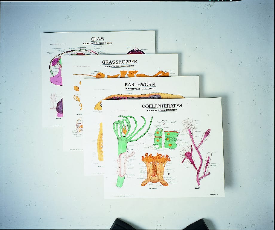 Denoyer-Geppert® Biology Chart Sets