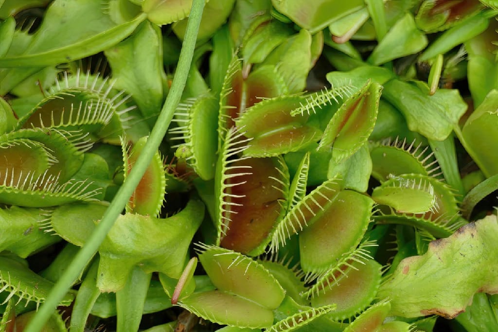 ReptiFauna Bioactive Carnivorous Plants
