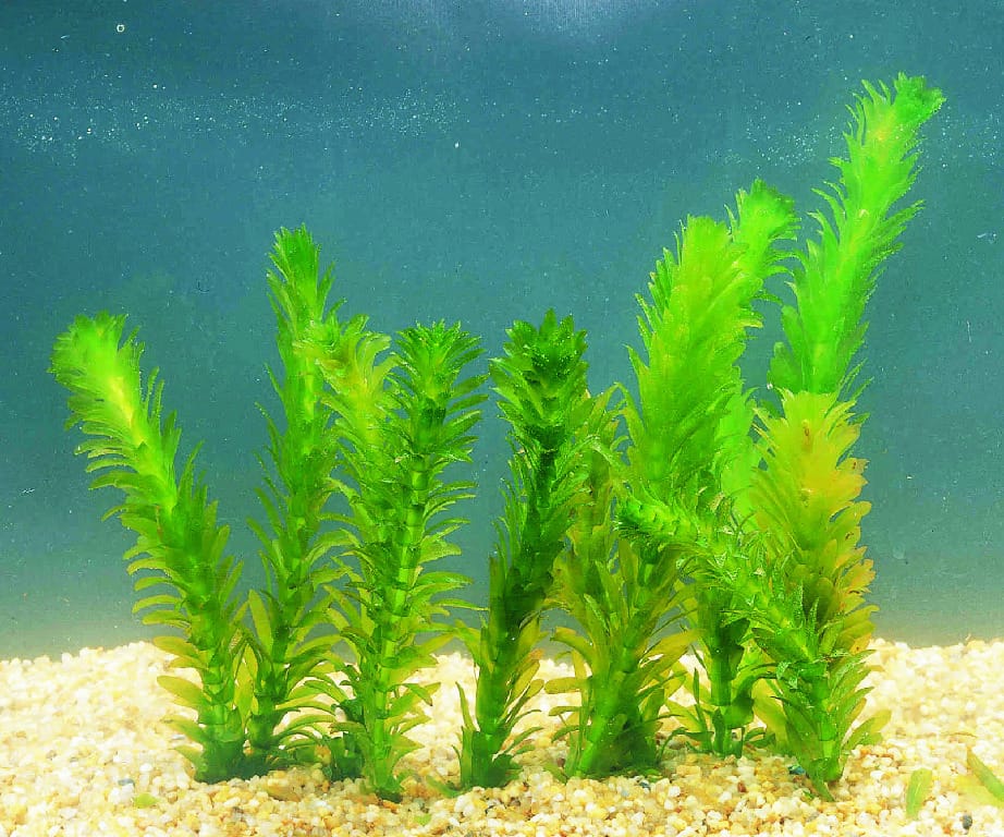 Ward's® Live <i>Egeria sp.</i> Aquatic Plants