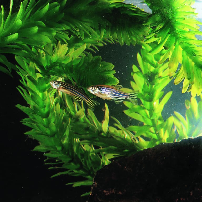 Ward's® Live Zebrafish