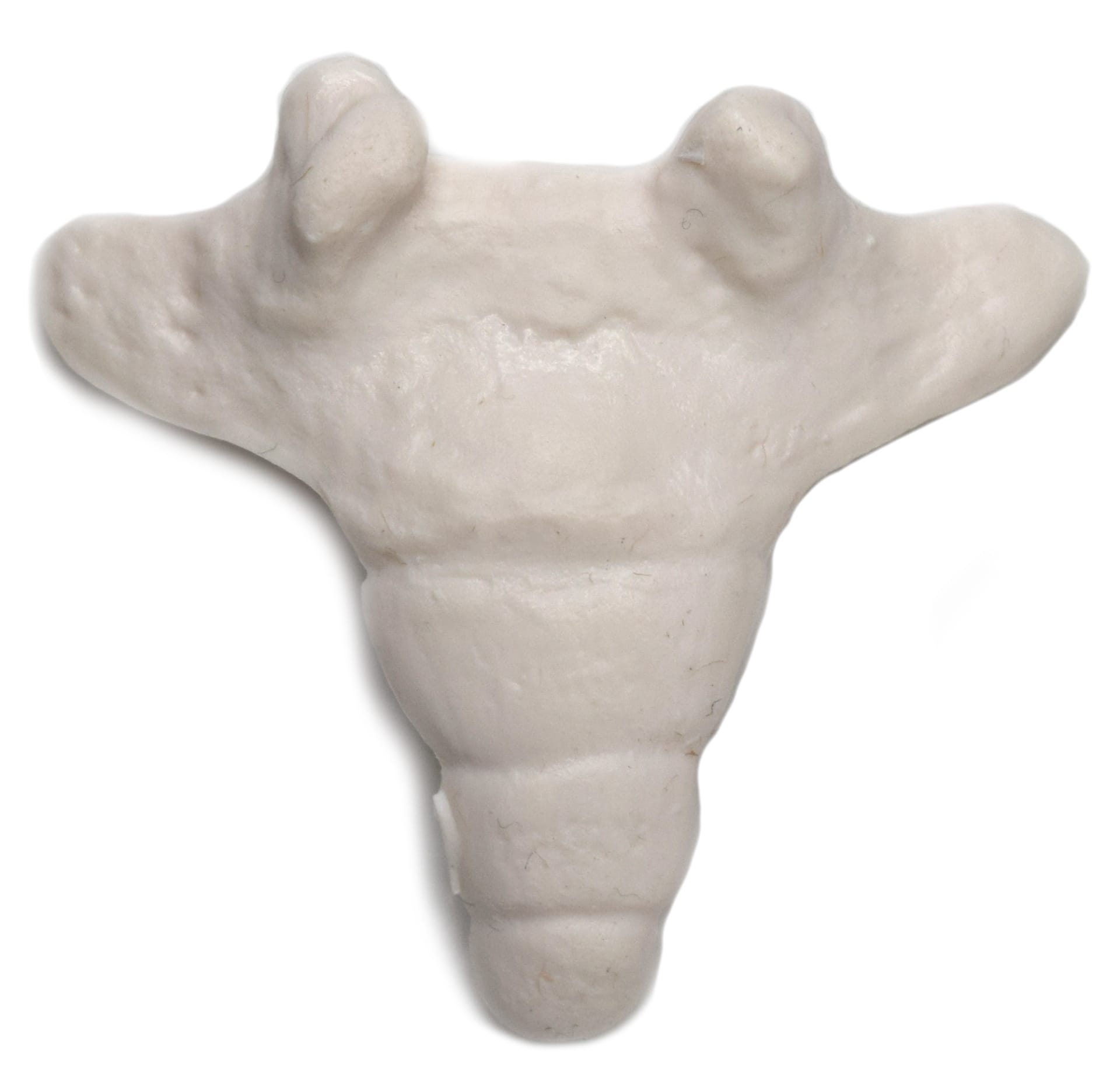 Eisco® Individual Bones