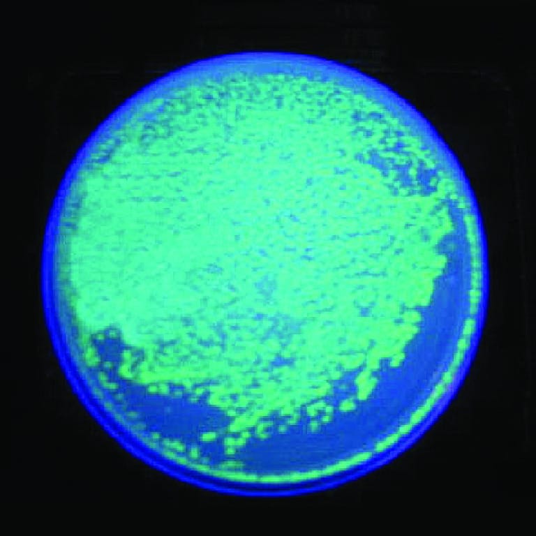 Ward's® Improved Bacterial Transformation Using GFP Lab Activity