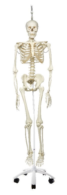 3B Scientific® Physiological Skeleton