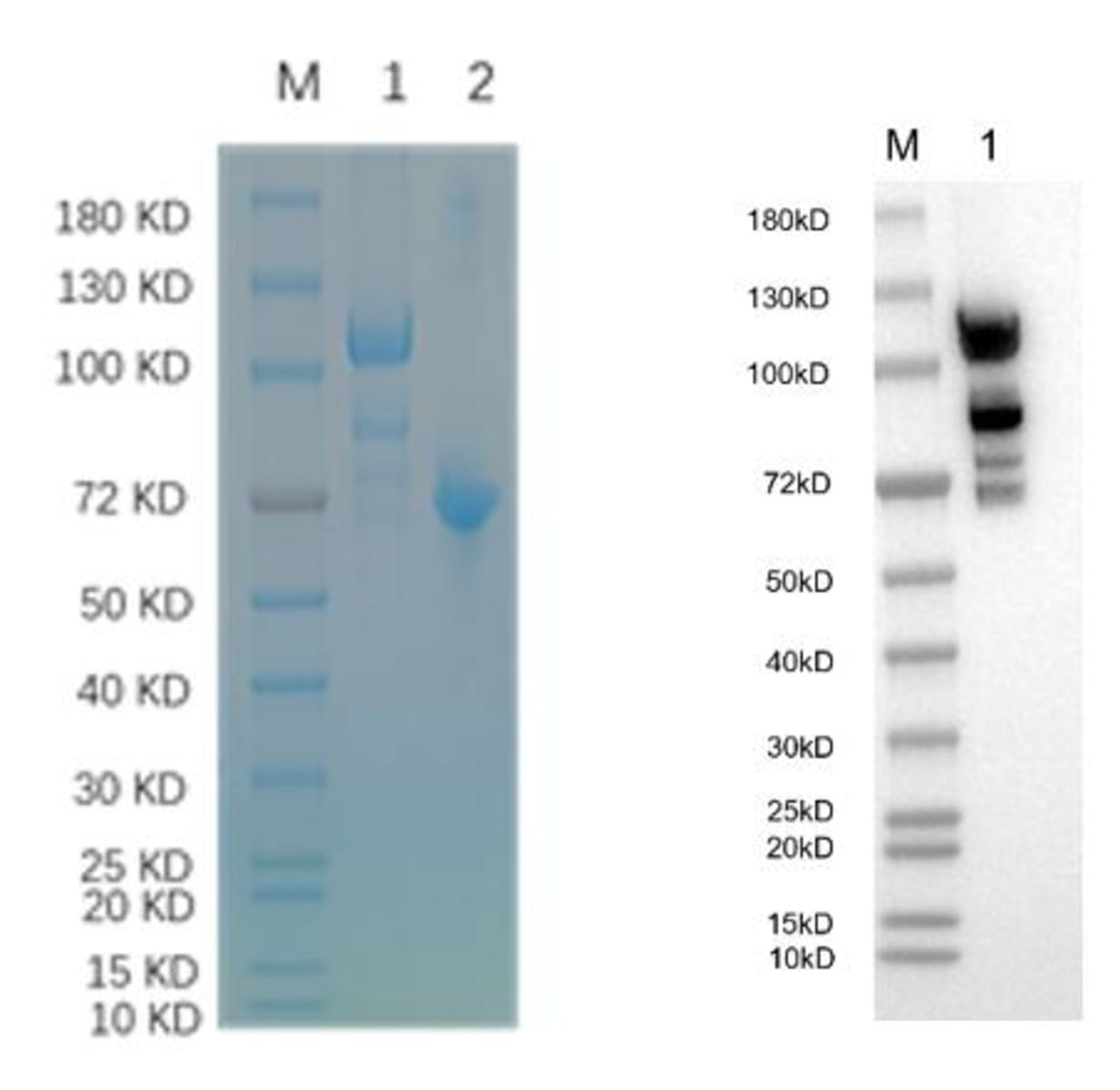 Human Recombinant AR (from Insect cells) | VWR, part of Avantor