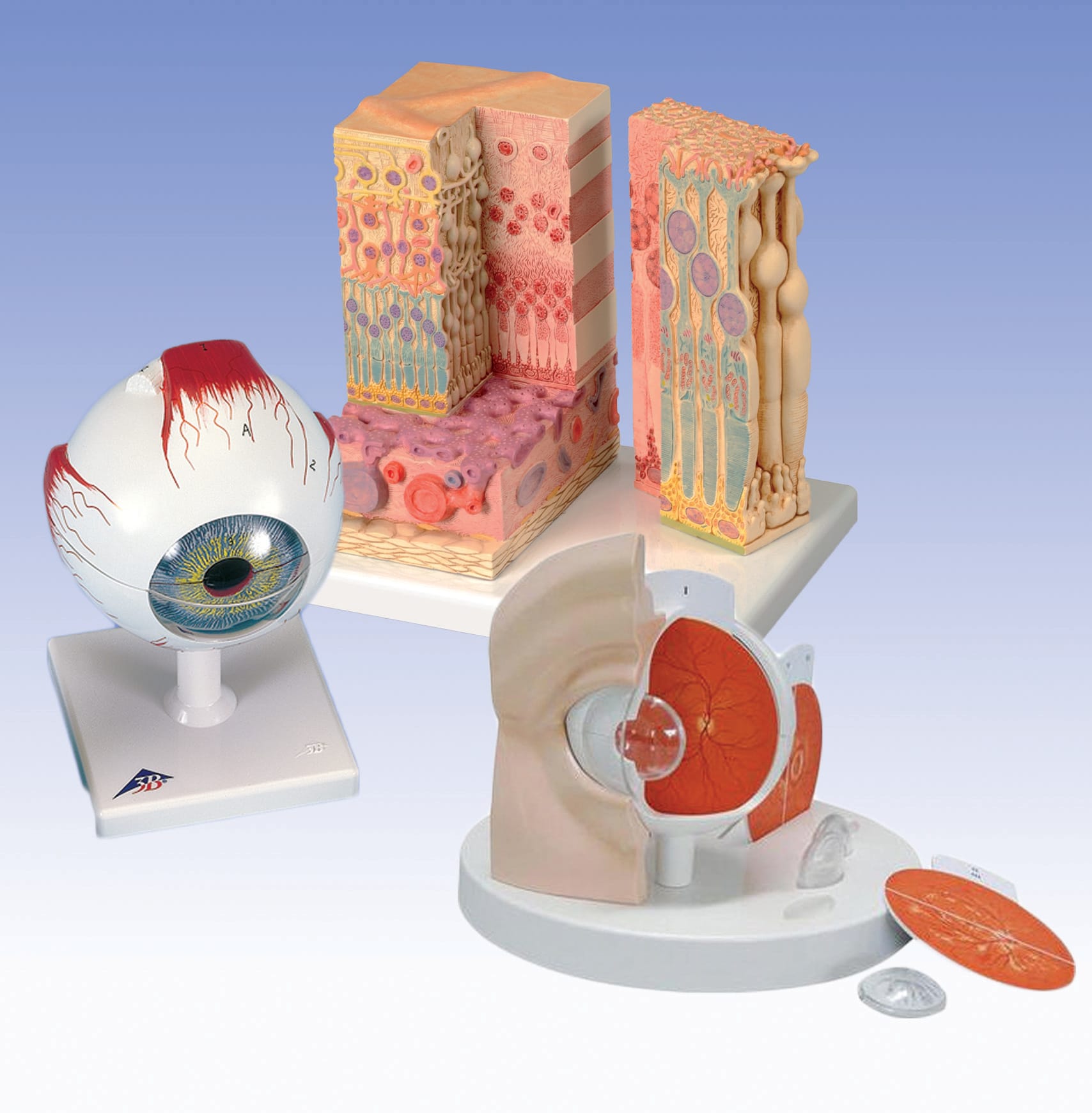 3B Scientific® Eye Detail Bundle