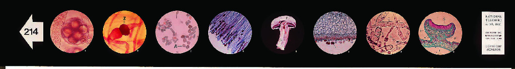 The Kingdom Fungi Microslide
