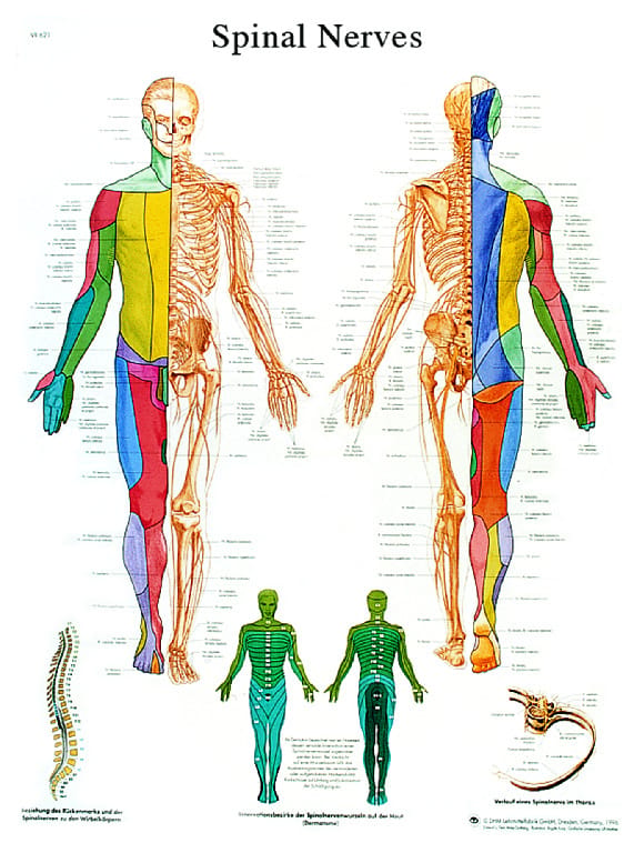 3B Scientific® Spinal Nerves Chart