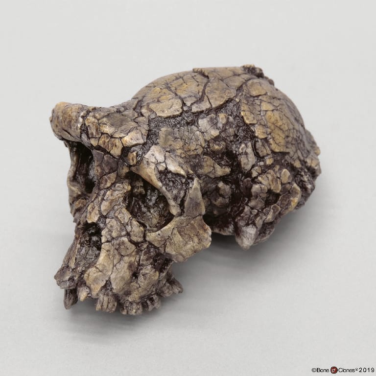 Bone Clones® Sahelanthropus tchadensis Cranium