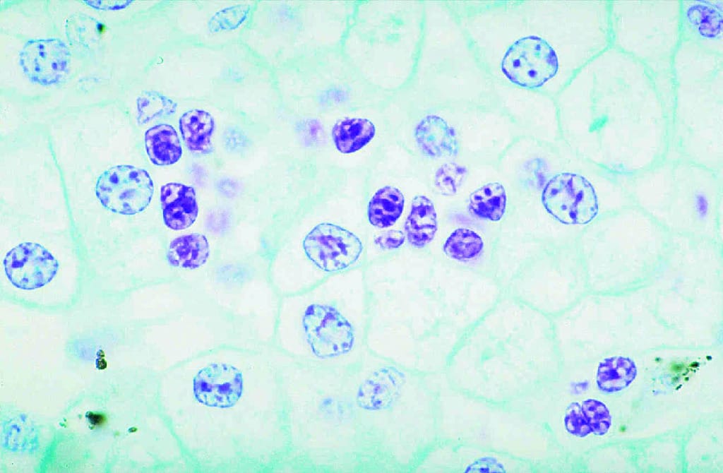 DNA in Animal Cells Slide