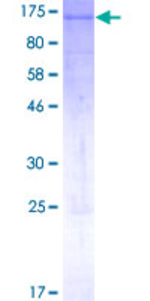 Human Recombinant Aryl hydrocarbon Receptor (from Wheat germ) | VWR ...