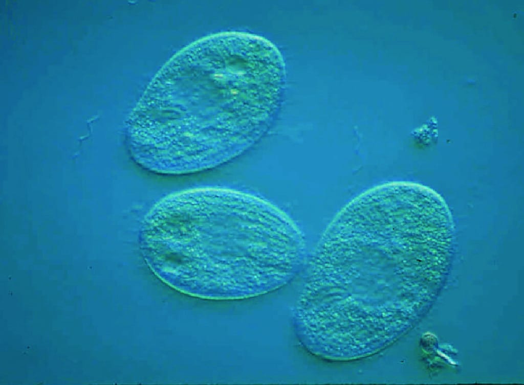 Ward's® Tetrahymena
