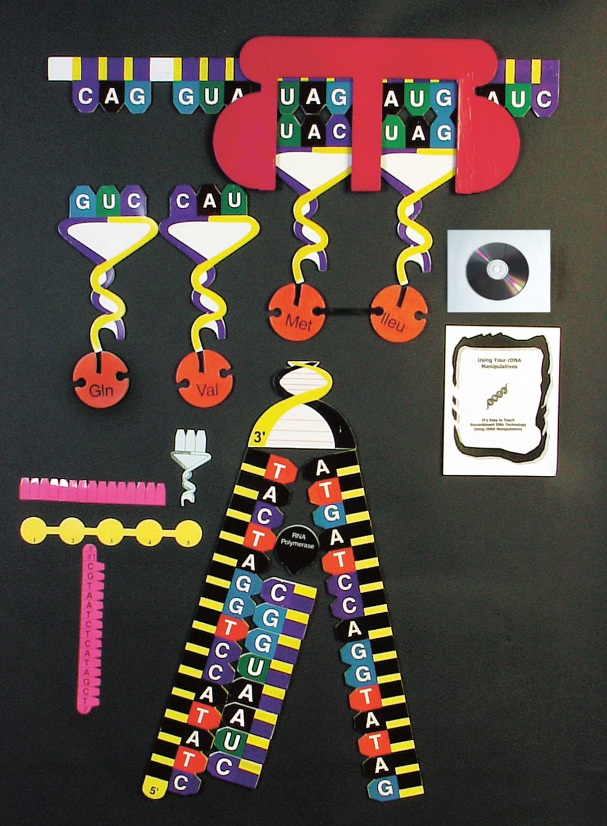 Protein Synthesis Manipulatives Demonstration