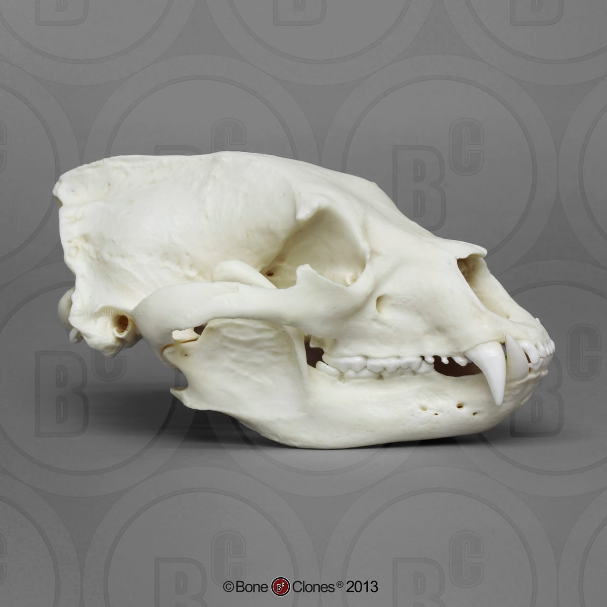 BoneClones® Animal Skulls, Mammals