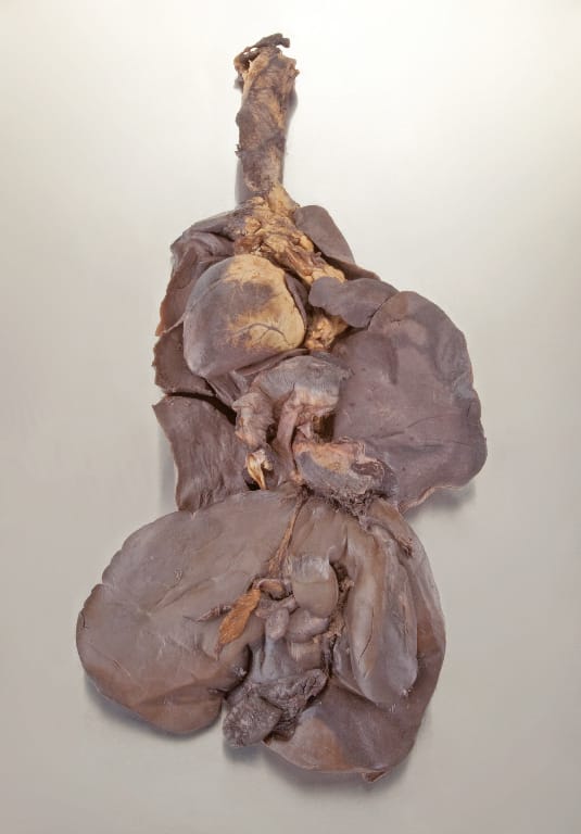 Ward's® Pure Preserved Whole Sheep Pluck