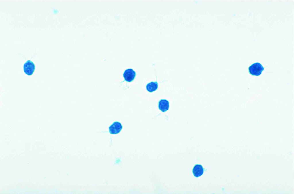 Chlamydomonas Flagella Slide