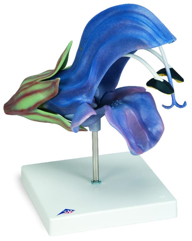 3B Scientific® Floral Models