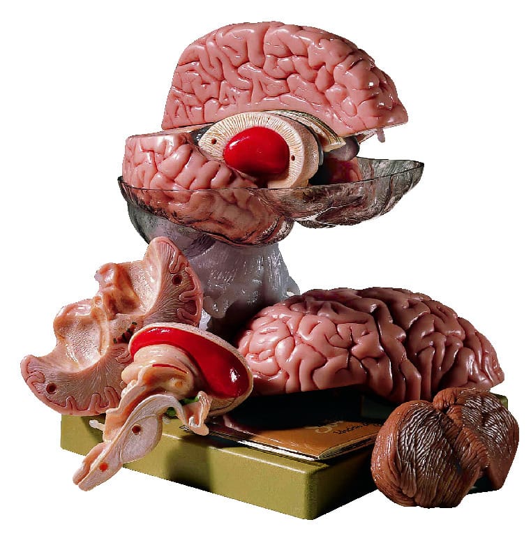 Somso® Comprehensive Brain Model