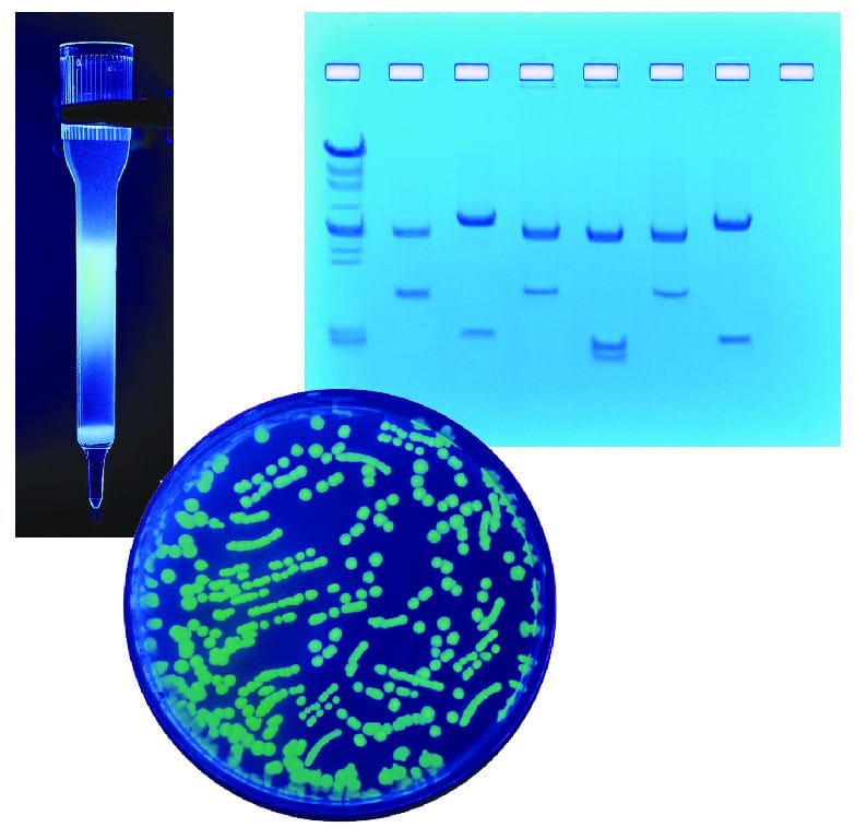 Purification and Size Determination of GFP/BFP Kit (EDVO-Kit 255)