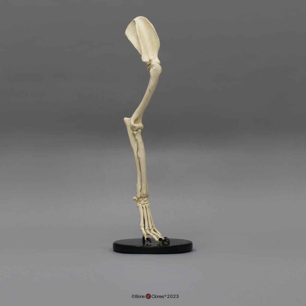 BoneClones® Limbs for Anatomical Comparison