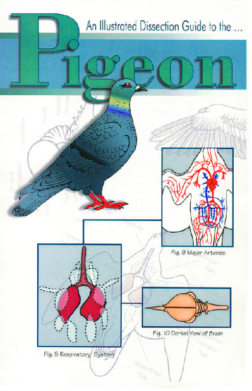 Illustrated Dissection Guides