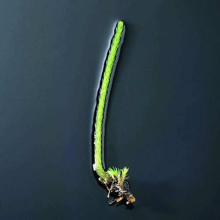 Ward's® Lycopodium