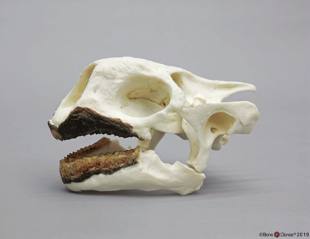BoneClones® Animal Skulls, Reptilian