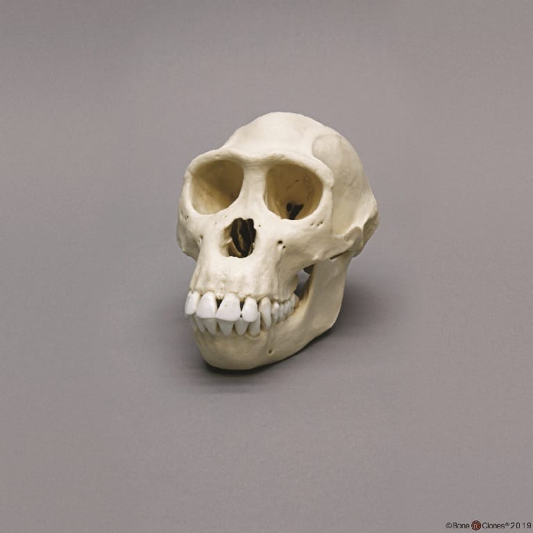 BoneClones® Animal Skulls, Primates