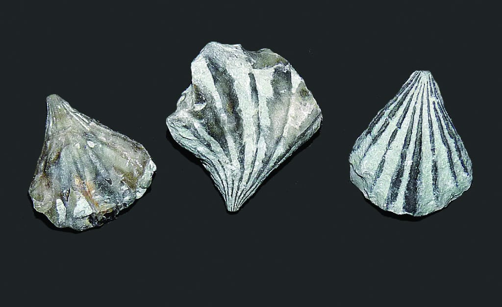 Rhynchotreta cuneata