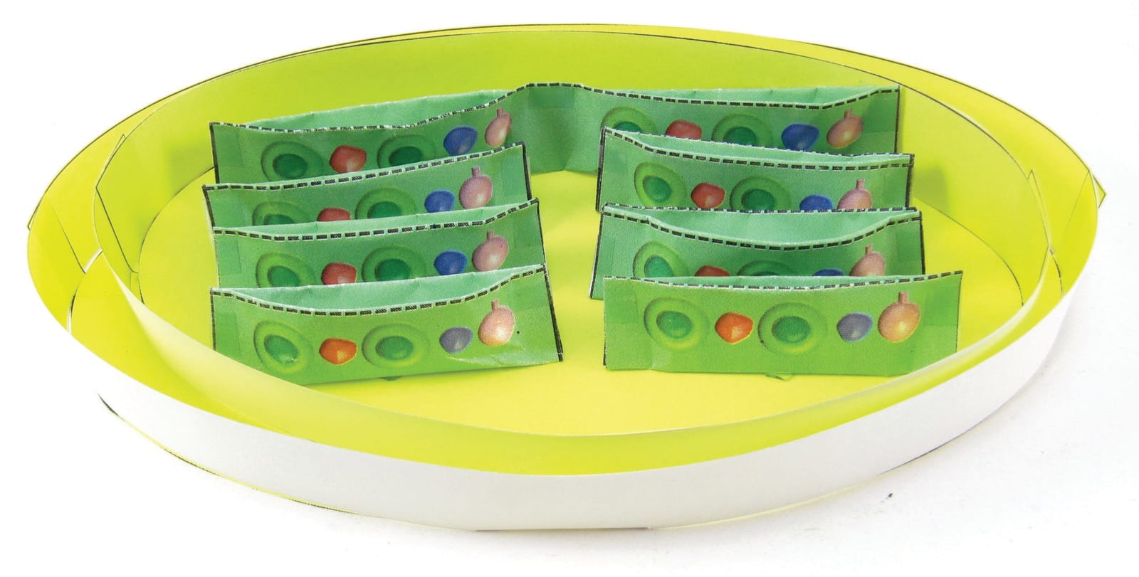 Cell Structure 3D Models