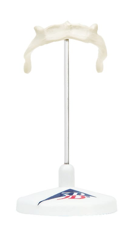 3B Scientific® Individual Bones