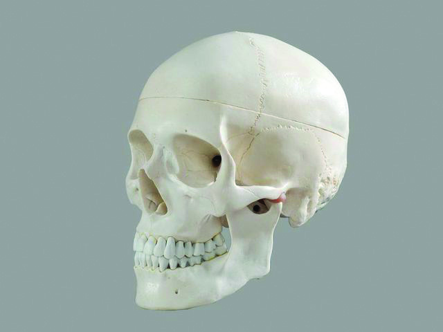 Eisco® Skull Model
