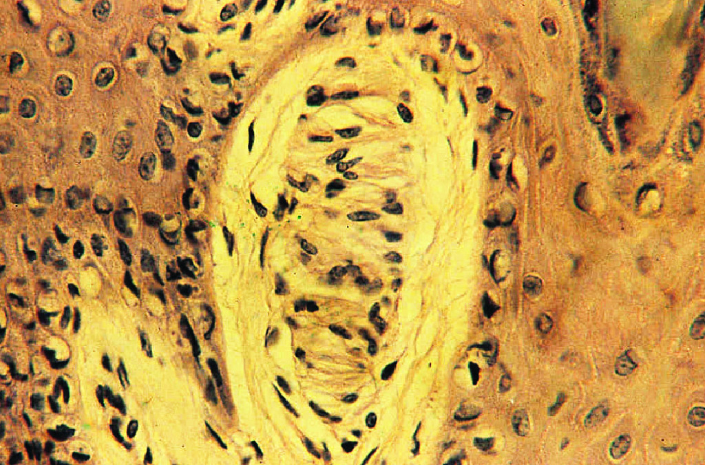Meissner’s Corpuscle, (Primate) Slide