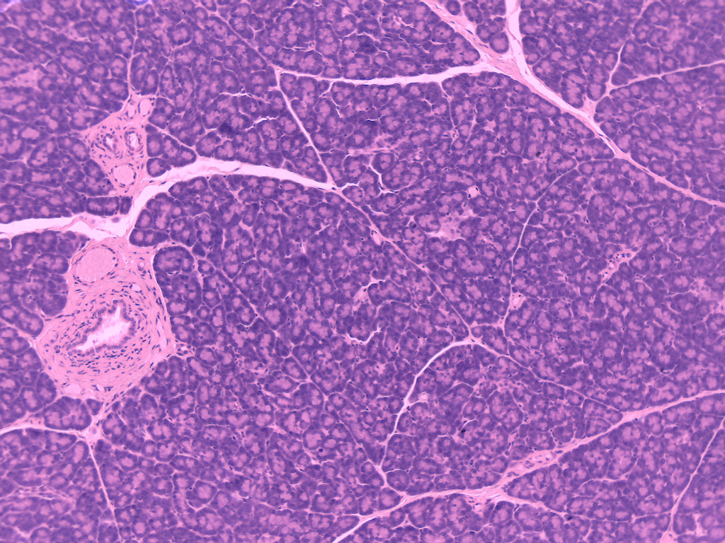 Pancreas, Mammal Slide