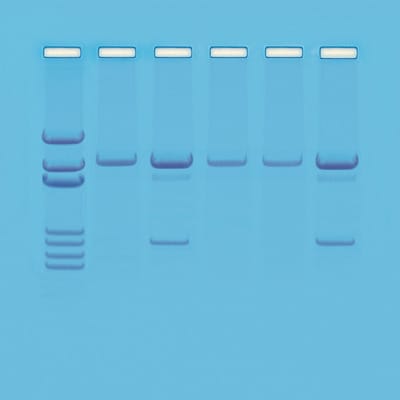 Detection of GMOs Kit
