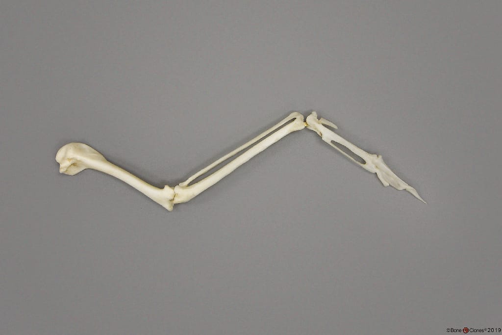 BoneClones® Limbs for Anatomical Comparison