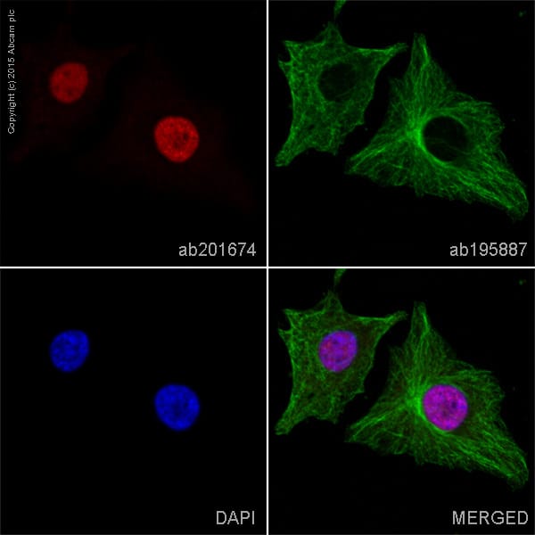 Anti-PCNA Mouse Monoclonal Antibody [clone: PC10] (Alexa Fluor® 647 ...