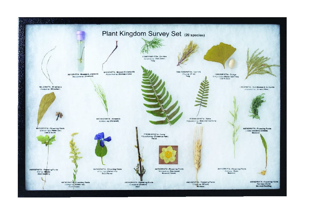 Plant Kingdom Survey Set Riker Mount