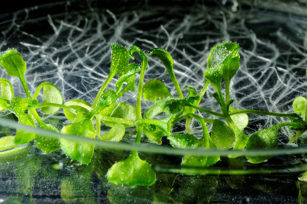 Arabidopsis Thaliana Seeds